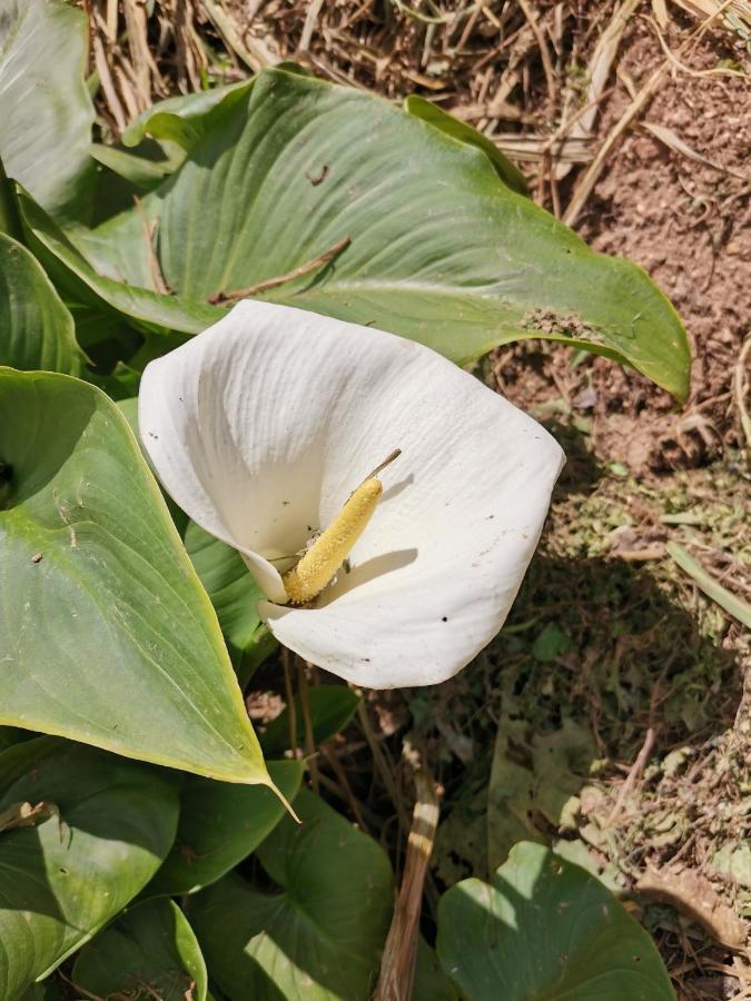 The Galways Edge Homestay Nuwara Eliya Kültér fotó